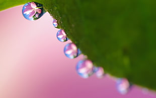 time lapse photography of leaf with water drops